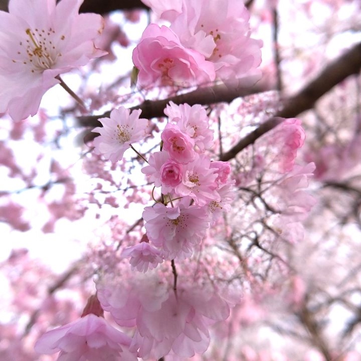 鮮やかなピンク色の桜